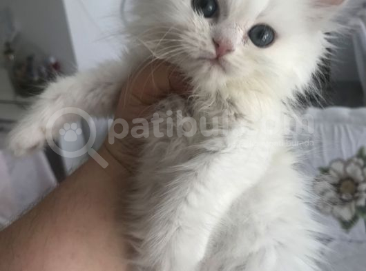 Birbirinden Güzel Long Yavrular görsel