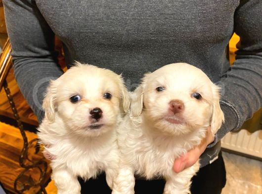 A Kalite Maltese Terrier Yavrularımız görsel