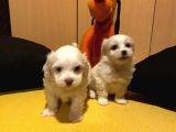 A kalite Maltese terrier yavrularımız