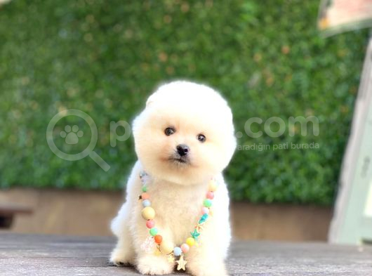 Sevimli Pomeranian Yavrular görsel