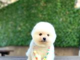 Sevimli Pomeranian Yavrular