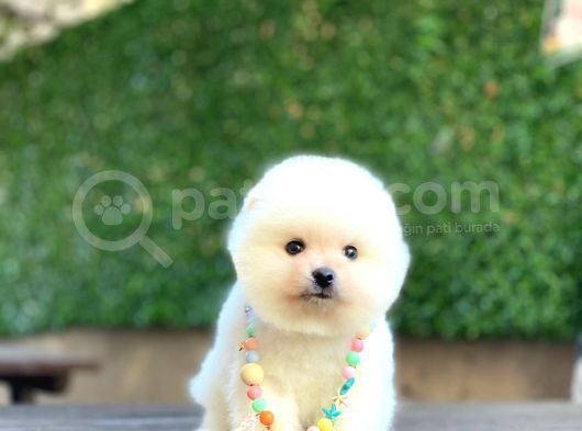 Sevimli Pomeranian Yavrular görsel