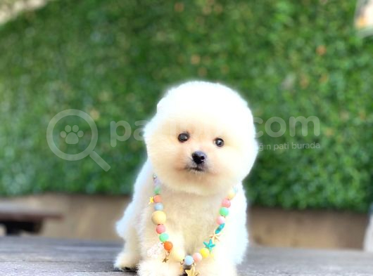 Sevimli Pomeranian Yavrular görsel