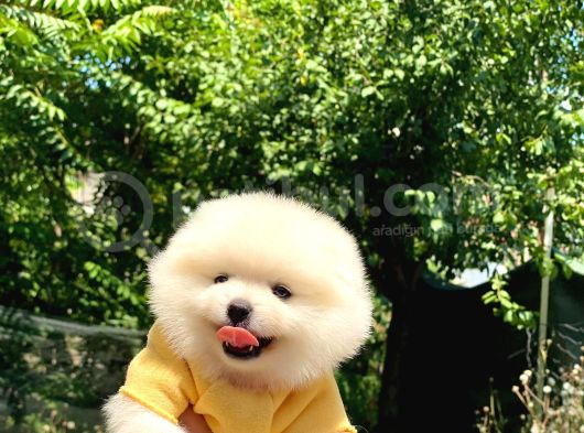 Sevimli Pomeranian Yavrular