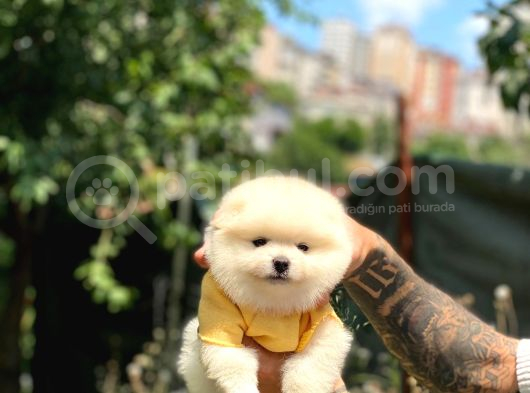 Sevimli Pomeranian Yavrular görsel