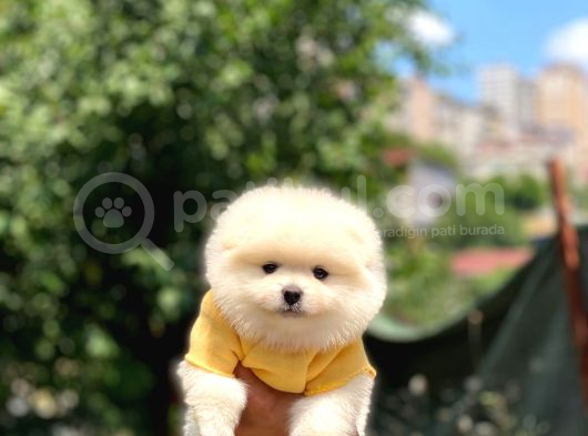 Sevimli Pomeranian Yavrular görsel