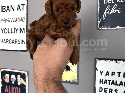 Toypoddle Yavrular görsel