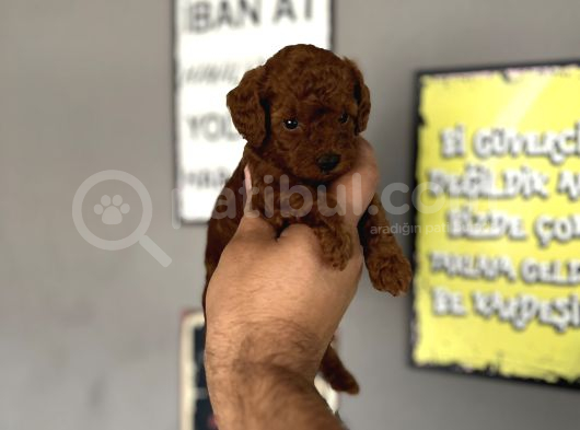 Toypoddle Yavrular görsel