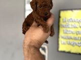 Toypoddle yavrular