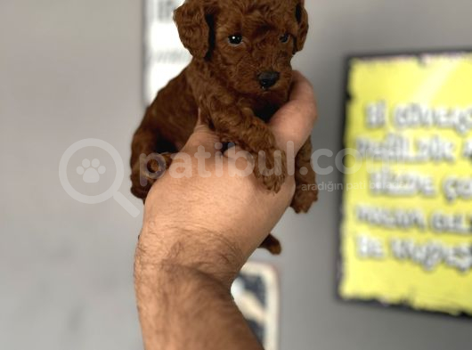 Toypoddle Yavrular