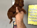 Toypoddle Yavrular