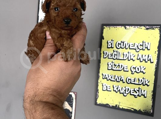Toypoddle Yavrular görsel