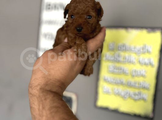 Toypoddle Yavrular görsel
