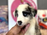 Bordercollie bebekşerimiz