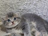 Ayı Surat Renkli Gözlü Bebekler