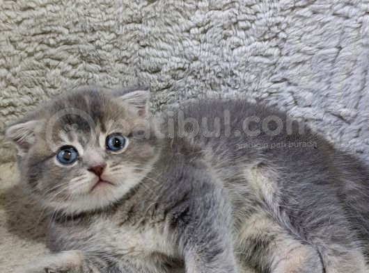 Ayı Surat Renkli Gözlü Bebekler görsel