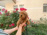 A Kalite Toy Poodle