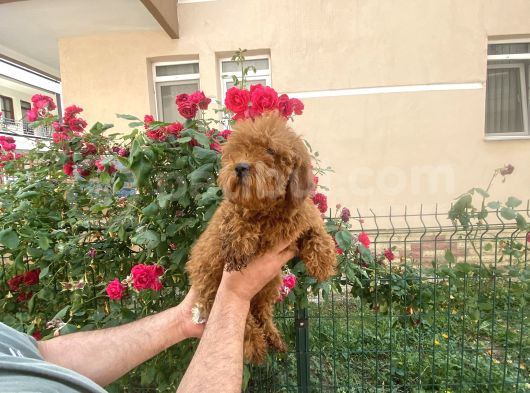A Kalite Toy Poodle görsel