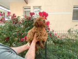 A Kalite Toy Poodle