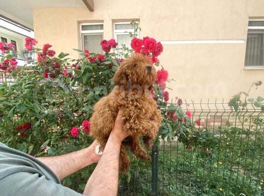 A Kalite Toy Poodle görsel