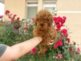A Kalite Toy Poodle