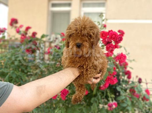 A Kalite Toy Poodle görsel