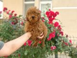 A kalite toy poodle