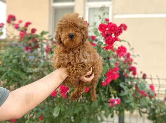 A Kalite Toy Poodle