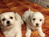 A Kalite Maltese Terrier Yavrularımız