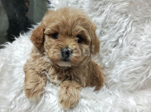 Sağlık Ve Irk Garantili Mini Maltipoo Yavrular görsel
