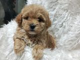 Sağlık Ve Irk Garantili Mini Maltipoo Yavrular