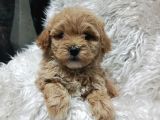 Sağlık ve ırk garantili mini maltipoo yavrular