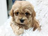 Sağlık Ve Irk Garantili Mini Maltipoo Yavrular