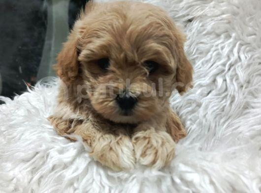 Sağlık Ve Irk Garantili Mini Maltipoo Yavrular görsel