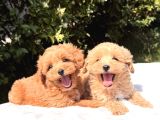 Show Kalite Maltipoo Yavrular