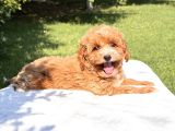 Orjinal Maltipoo Yavru