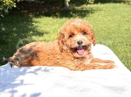 Orjinal Maltipoo Yavru görsel