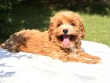 Orjinal Maltipoo Yavru