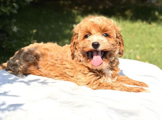 Orjinal Maltipoo Yavru görsel