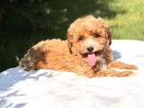 Orjinal Maltipoo Yavru
