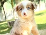 Red merle Border Collie yavrular