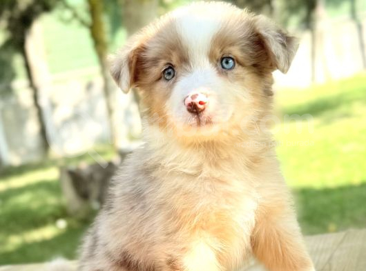 Red Merle Border Collie Yavrular