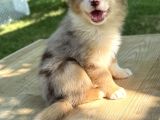 Red Merle Border Collie Yavrular