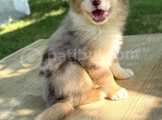 Red Merle Border Collie Yavrular görsel