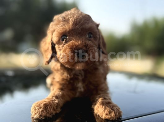 Oyuncak Gibi Sağlık Ve Irk Garantili Toy Poodle Yavrularım