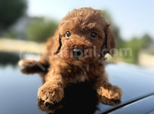 Oyuncak Gibi Sağlık Ve Irk Garantili Toy Poodle Yavrularım görsel