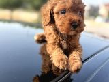 Oyuncak Gibi Sağlık Ve Irk Garantili Toy Poodle Yavrularım