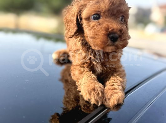 Oyuncak Gibi Sağlık Ve Irk Garantili Toy Poodle Yavrularım görsel