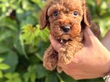 Peluş Görünüm Sağlık Ve Irk Garantili Toy Poodle Yavrularım