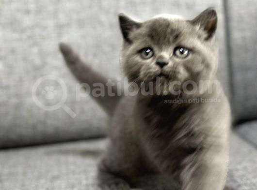 Safkan Bri̇ti̇sh Shorthai̇r Yavrumuz görsel